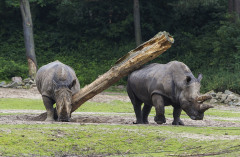 Dierentuin met korting - Burgers Zoo Neushoorn 1 Dierentuin met korting - Burgers Zoo Neushoorn 1