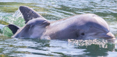 Dierentuin met korting - Dolfinarium Dierentuin met korting - Dolfinarium