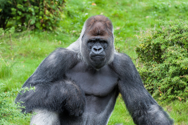 Dagje uit - Blijdorp Bokito Dagje uit - Blijdorp Bokito