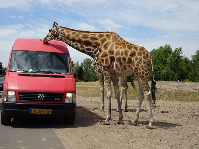 Dagje uit - beekse Bergen Girafffen Dagje uit - beekse Bergen Girafffen