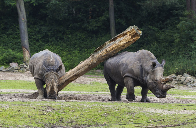 Dagje uit - Burgers Zoo Neushoorn 1 Dagje uit - Burgers Zoo Neushoorn 1